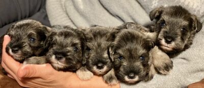Schnauzer-puppies